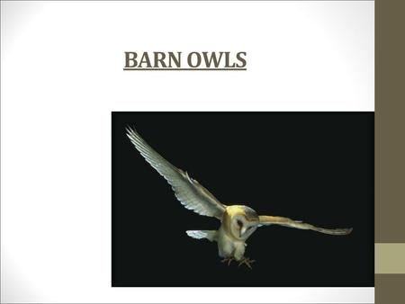 BARN OWLS.