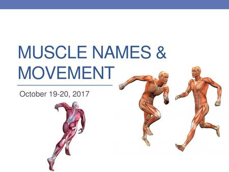 Muscle Names & Movement