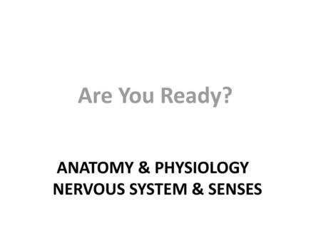 Anatomy & Physiology Nervous System & Senses