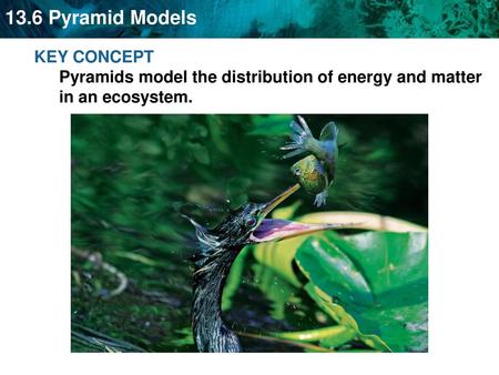 KEY CONCEPT Pyramids model the distribution of energy and matter in an ecosystem.