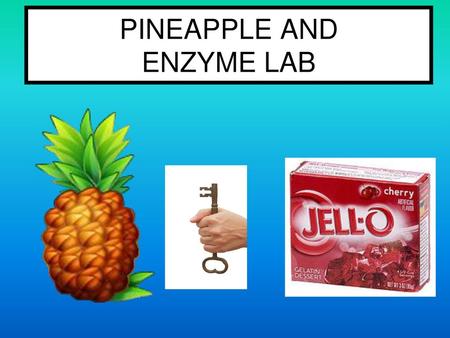 PINEAPPLE AND ENZYME LAB