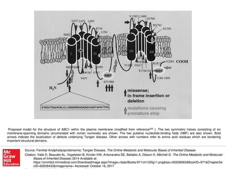 Proposed model for the structure of ABC1 within the plasma membrane (modified from reference202 ). The two symmetric halves consisting of six membrane-spanning.