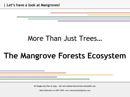 The Mangrove Forests Ecosystem