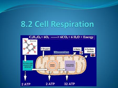 8.2 Cell Respiration.