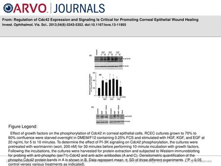 From: Regulation of Cdc42 Expression and Signaling Is Critical for Promoting Corneal Epithelial Wound Healing Invest. Ophthalmol. Vis. Sci.. 2013;54(8):5343-5352.