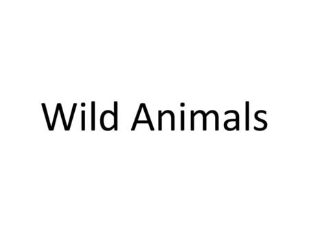 Wild Animals.