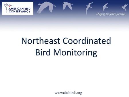 Northeast Coordinated Bird Monitoring