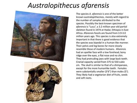 Australopithecus afarensis