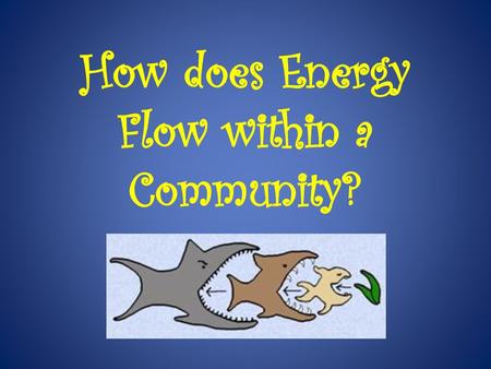 How does Energy Flow within a Community?