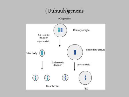 (Uuhuuh)genesis (Oogenesis)