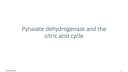 Pyruvate dehydrogenase and the citric acid cycle