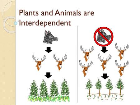 Plants and Animals are Interdependent