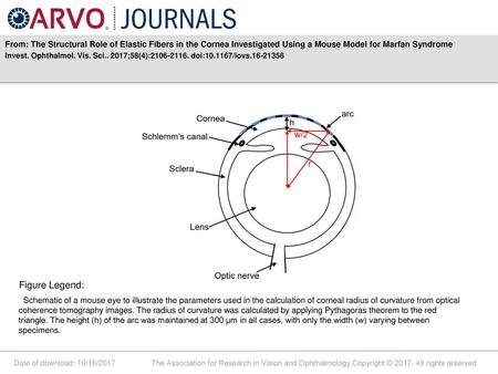 From: The Structural Role of Elastic Fibers in the Cornea Investigated Using a Mouse Model for Marfan Syndrome Invest. Ophthalmol. Vis. Sci.. 2017;58(4):2106-2116.