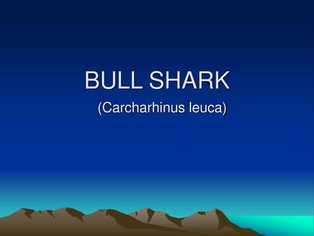 BULL SHARK (Carcharhinus leuca).