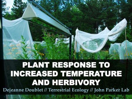 PLANT RESPONSE TO INCREASED TEMPERATURE AND HERBIVORY Dejeanne Doublet // Terrestrial Ecology // John Parker Lab.