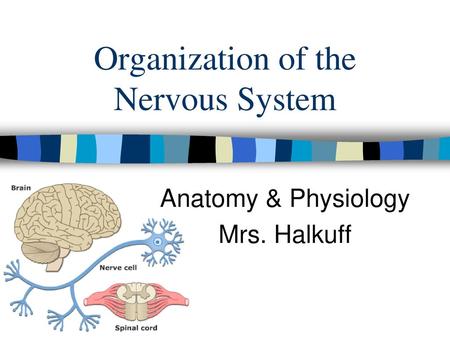 Organization of the Nervous System