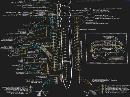 Afferent neuron: cholinergic Efferent neuron: Cholinergic adrenergic CNS Efferent Sensory Motor Afferent neuron: cholinergic Efferent neuron: Cholinergic.