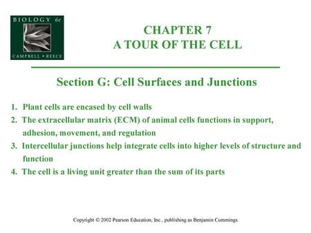 CHAPTER 7 A TOUR OF THE CELL Section G: Cell Surfaces and Junctions