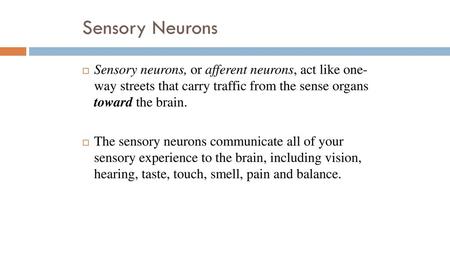 Sensory Neurons Sensory neurons, or afferent neurons, act like one- way streets that carry traffic from the sense organs toward the brain. The sensory.