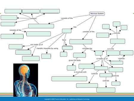 The Nervous System: Overview Neuron Structure