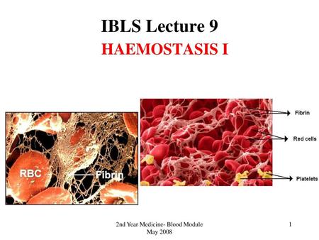 2nd Year Medicine- Blood Module May 2008