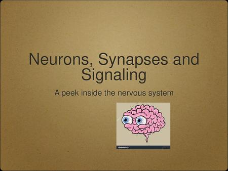 Neurons, Synapses and Signaling