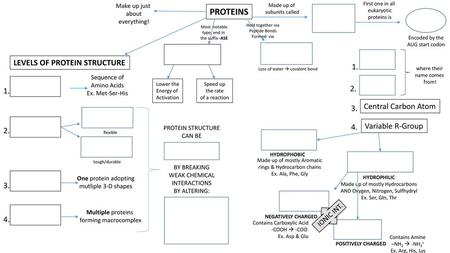 PROTEINS LEVELS OF PROTEIN STRUCTURE Central Carbon Atom 3.