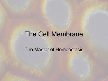 The Master of Homeostasis