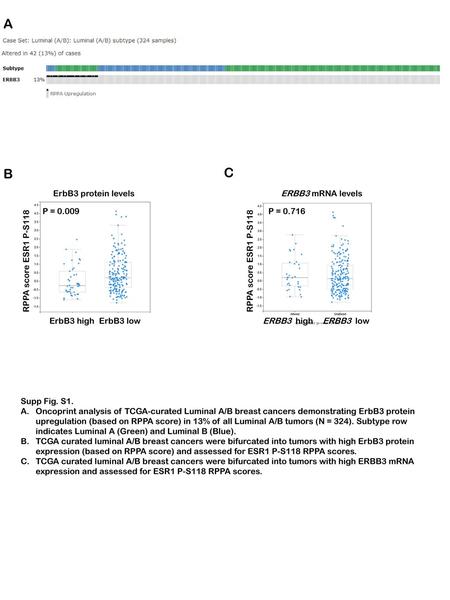 A B C ErbB3 protein levels ERBB3 mRNA levels P = P = 0.716