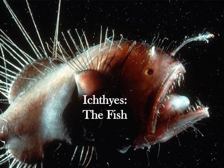 Ichthyes: The Fish.