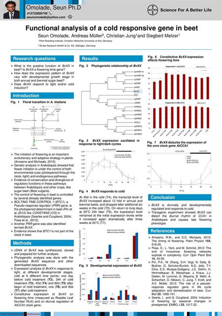 Functional analysis of a cold responsive gene in beet