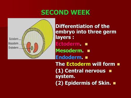 SECOND WEEK Differentiation of the embryo into three germ layers :