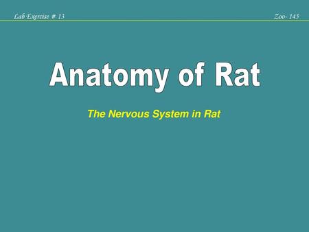 The Nervous System in Rat