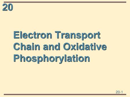 Electron Transport Chain and Oxidative Phosphorylation