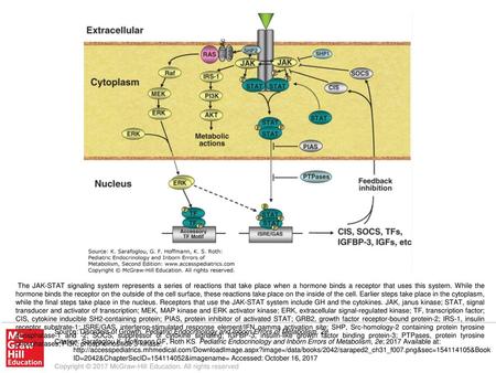 The JAK-STAT signaling system represents a series of reactions that take place when a hormone binds a receptor that uses this system. While the hormone.