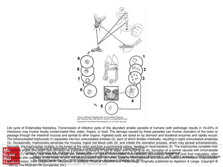 Life cycle of Entamoeba histolytica