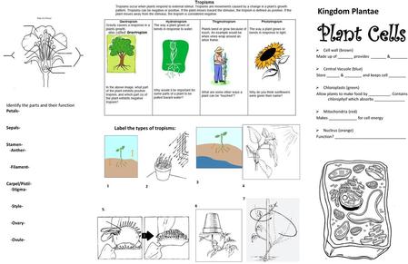 Plant Cells Kingdom Plantae Label the types of tropisms: