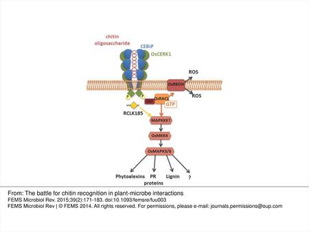 From: The battle for chitin recognition in plant-microbe interactions