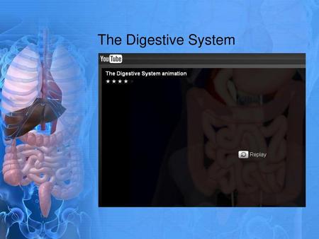 The Digestive System.