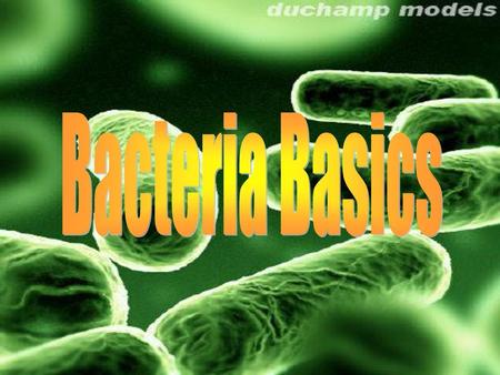 Bacteria Basics http://www.specialedprep.net/MSAT%20SCIENCE/KingdomMonera.htm.