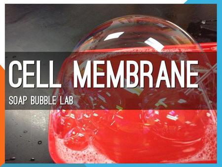 Cell Membrane bubble lab