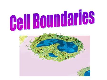 Cell Boundaries Notes.