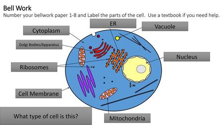 Bell Work Number your bellwork paper 1-8 and Label the parts of the cell. Use a textbook if you need help. ER 8 Vacuole 1 Cytoplasm 7 Golgi Bodies/Apparatus.