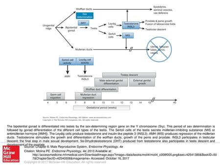 The bipotential gonad is differentiated into testes by the sex-determining region gene on the Y chromosome (Sry). This period of sex determination is followed.