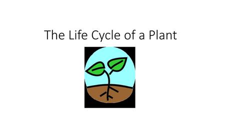 The Life Cycle of a Plant