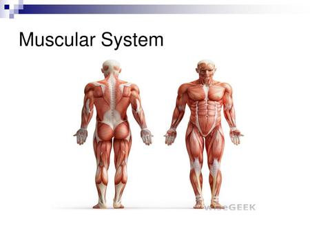 Muscular System.