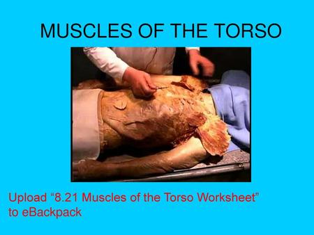 MUSCLES OF THE TORSO Upload “8.21 Muscles of the Torso Worksheet”