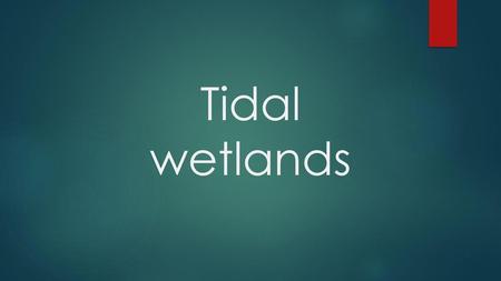 Tidal wetlands.