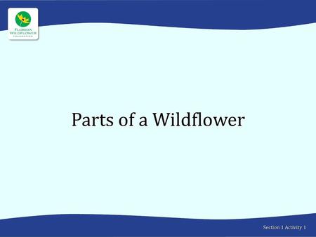 Parts of a Wildflower Section 1 Activity 1.