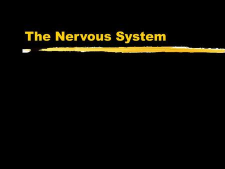 The Nervous System.